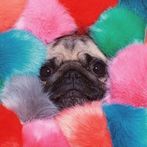 LouLou the Pug immerso in palle di pelo colorate