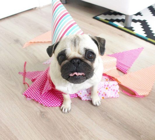 Il compleanno di LouLou the Pug