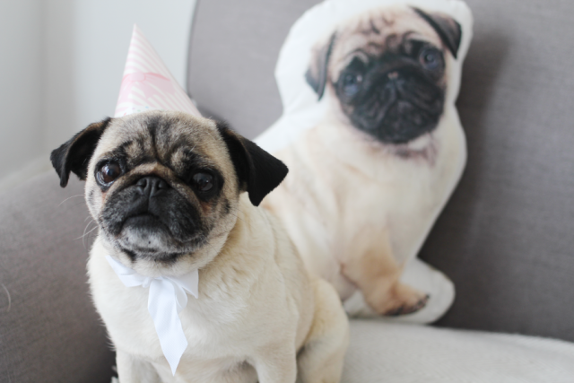 LouLou the Pug e il suo alter ego
