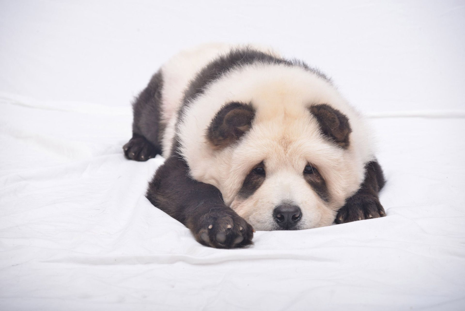 Pandog, in Cina spopolano i cani che assomigliano ai panda