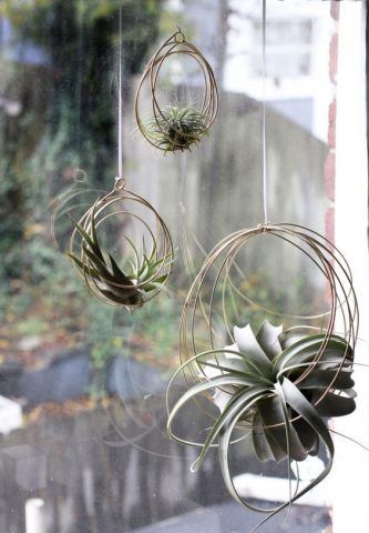 Tillandsia