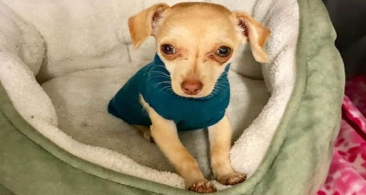 Tiny Chihuahua, lo scricciolo abbandonato con la sua maglia preferita