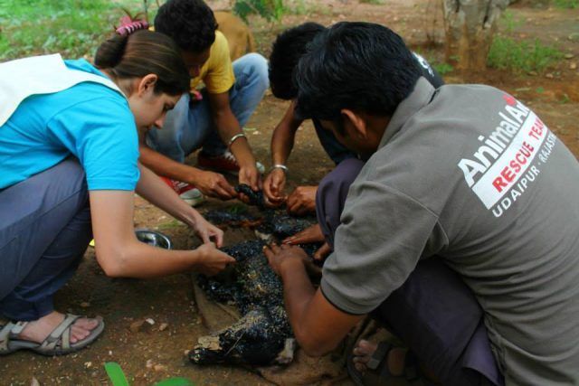 Voluntarios-ayudando-a-un-perro