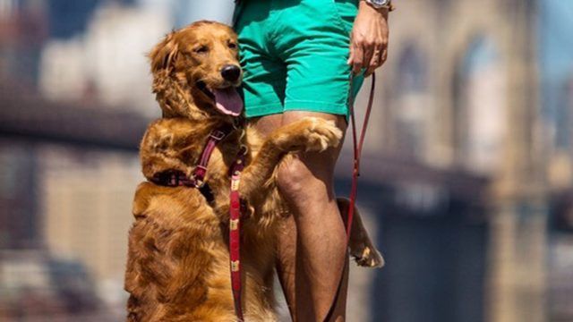 Louboutina, il Golden Retriever che abbraccia i passanti