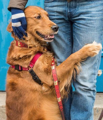Louboutina, il Golden Retriever che abbraccia i passanti