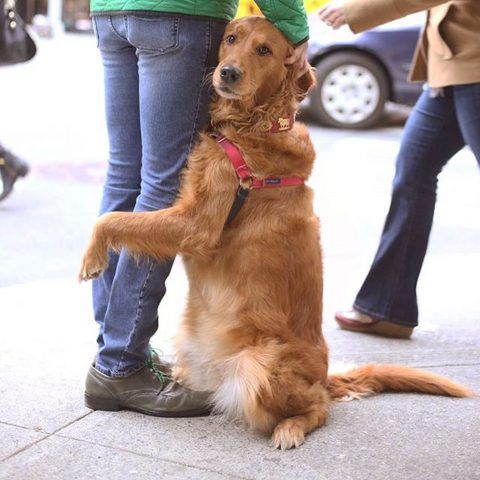 Louboutina, il Golden Retriever che abbraccia i passanti