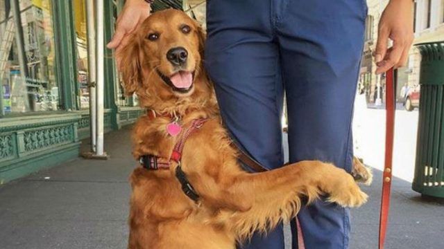 Louboutina, il Golden Retriever che abbraccia i passanti