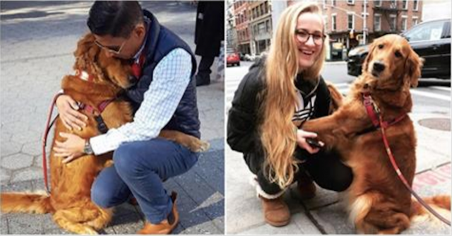Louboutina, il Golden Retriever che abbraccia i passanti