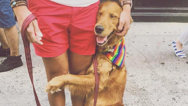 Louboutina, il Golden Retriever che abbraccia i passanti