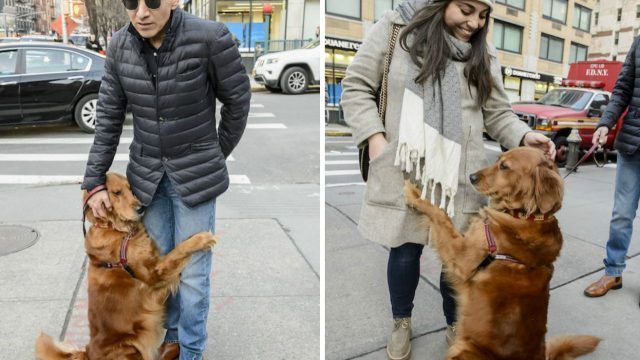 Louboutina, il Golden Retriever che abbraccia i passanti