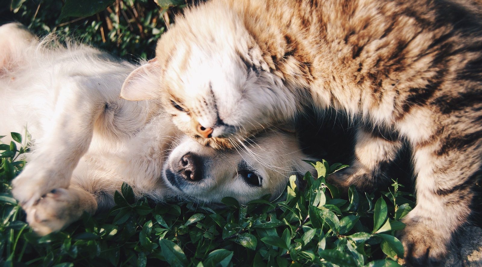 Cosa vuol dire quando cane e gatto appoggiano la testa sul muro?