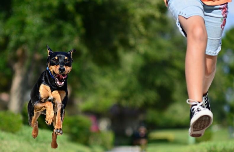 Il cane sente se abbiamo paura