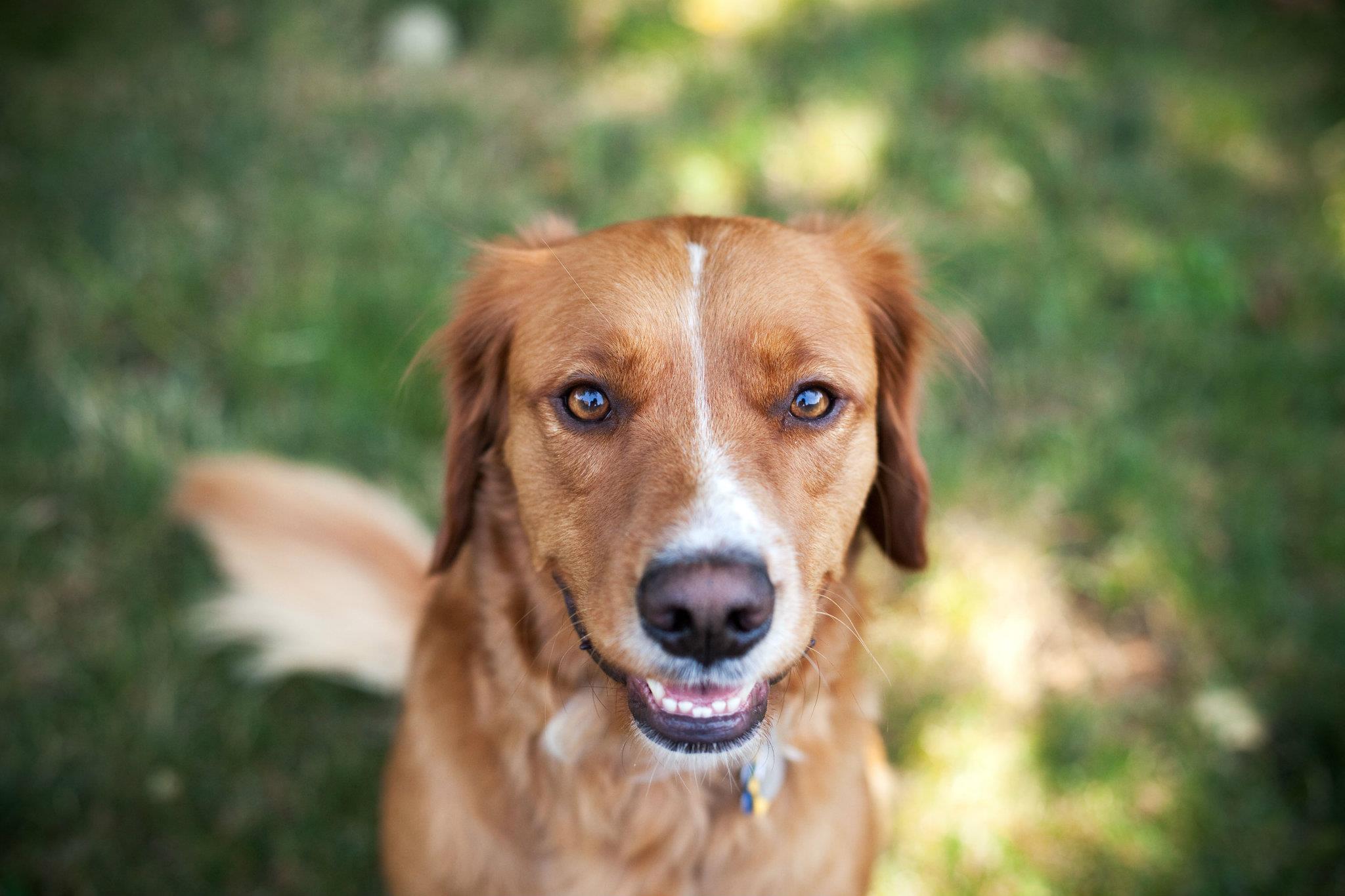Perché i cani si mettono davanti a noi per fare i bisognini?