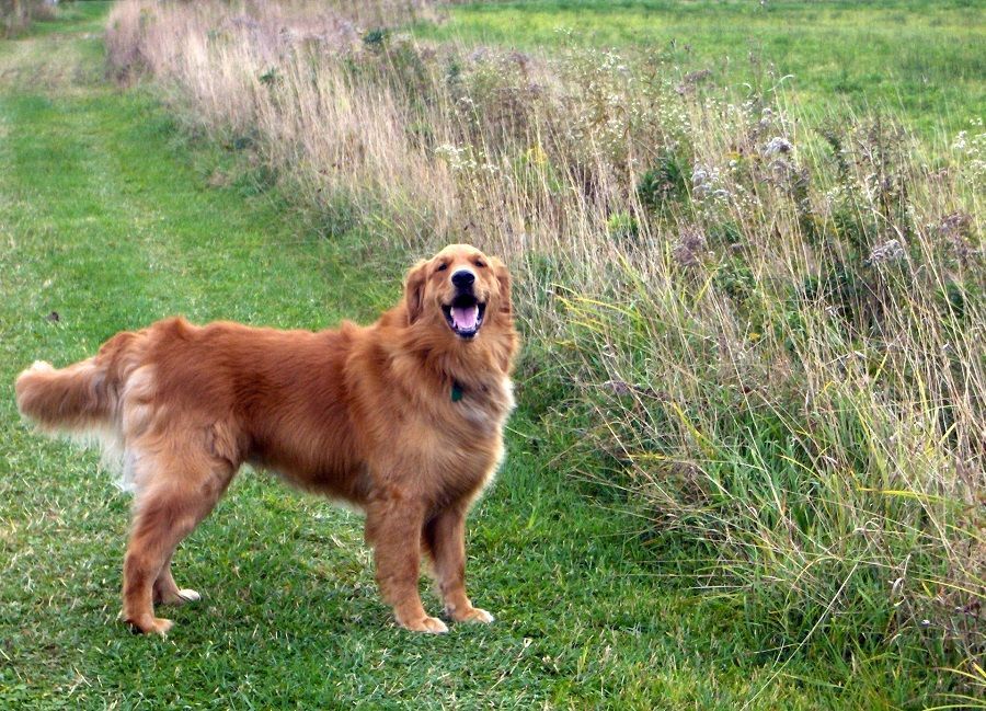 Attenzione alle vipere quando fate una scampagnata col cane