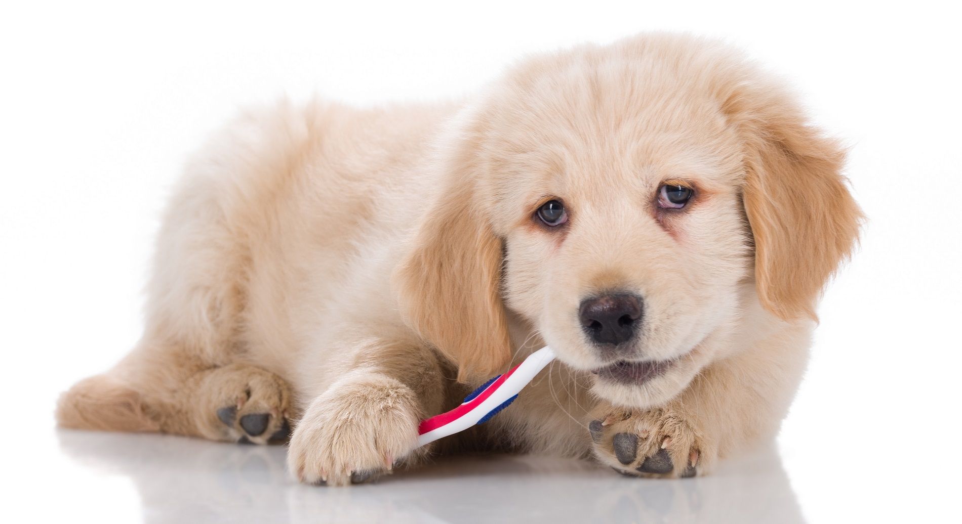 Attenti allo xilitolo dei dentifrici: può essere letale per i cani