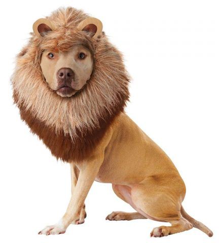 Il leone