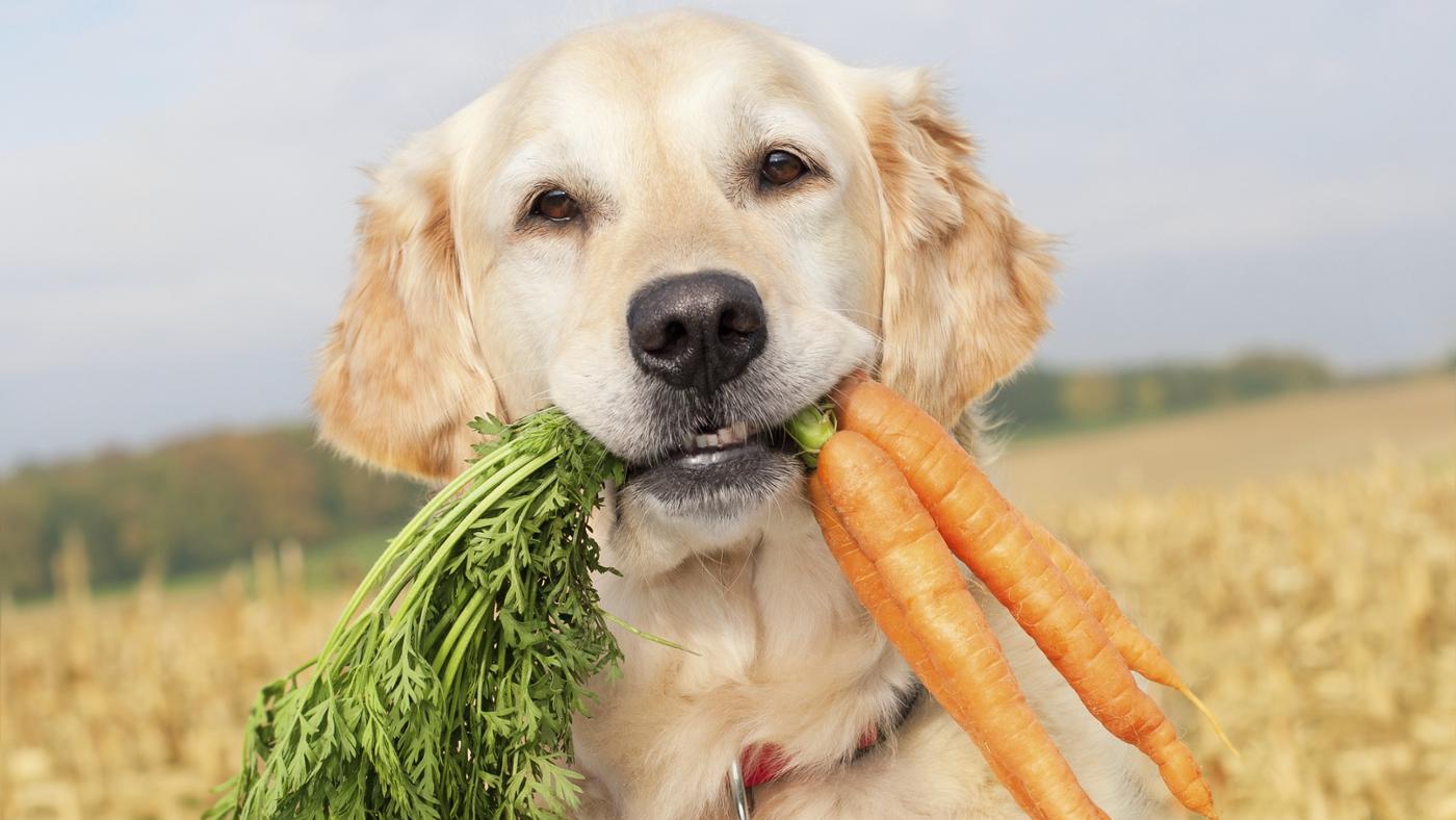 Cosa possono mangiare i cani e cosa non devono mangiare