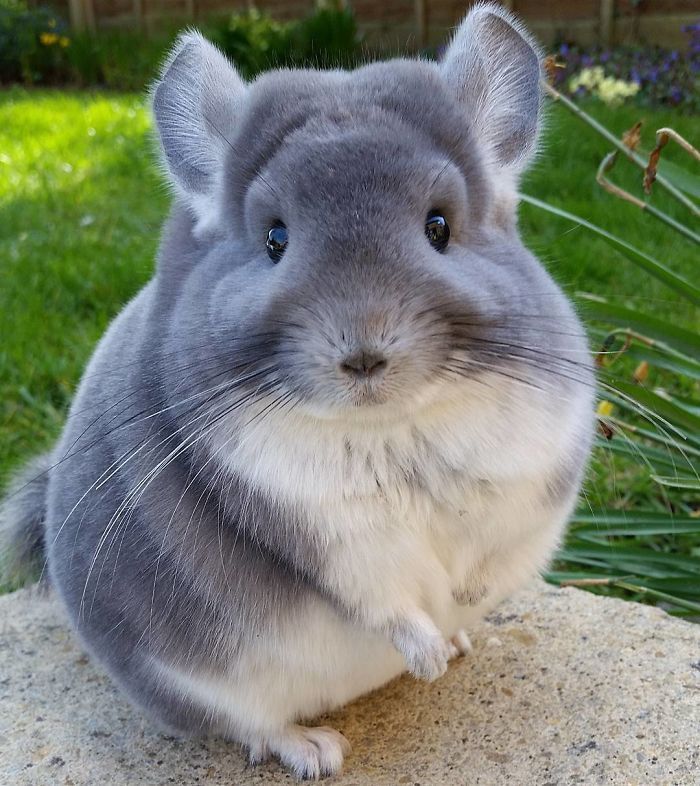 chinchilla10