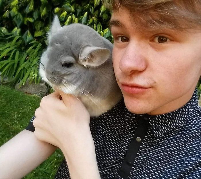 chinchilla11