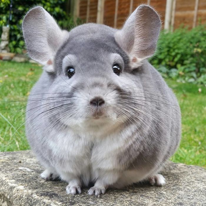 chinchilla12