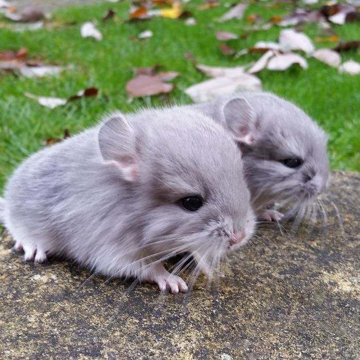 chinchilla13