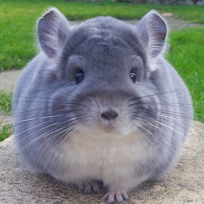 chinchilla14