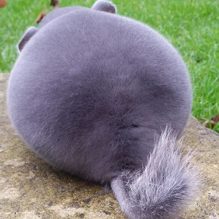 chinchilla15