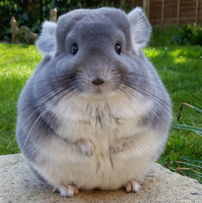 chinchilla2
