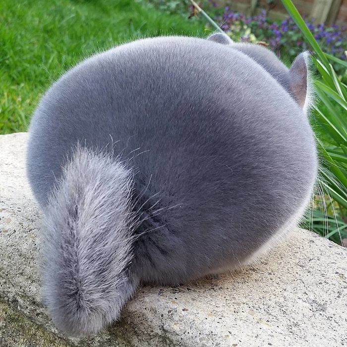 chinchilla3