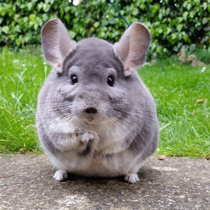 chinchilla4