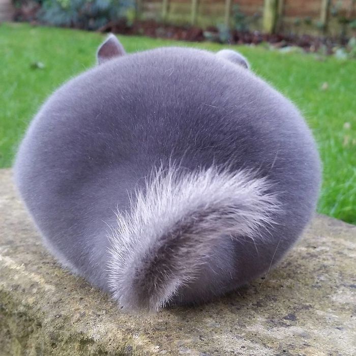 chinchilla5
