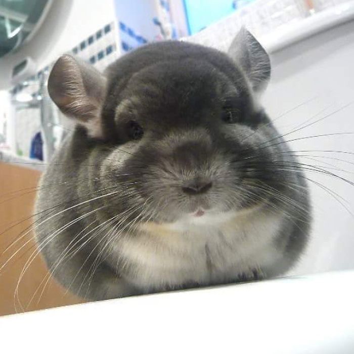 chinchilla6