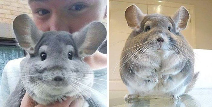 chinchilla7