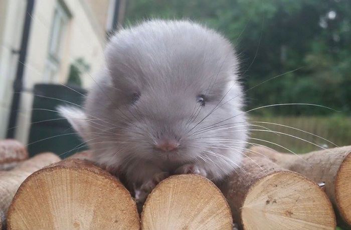 chinchilla8