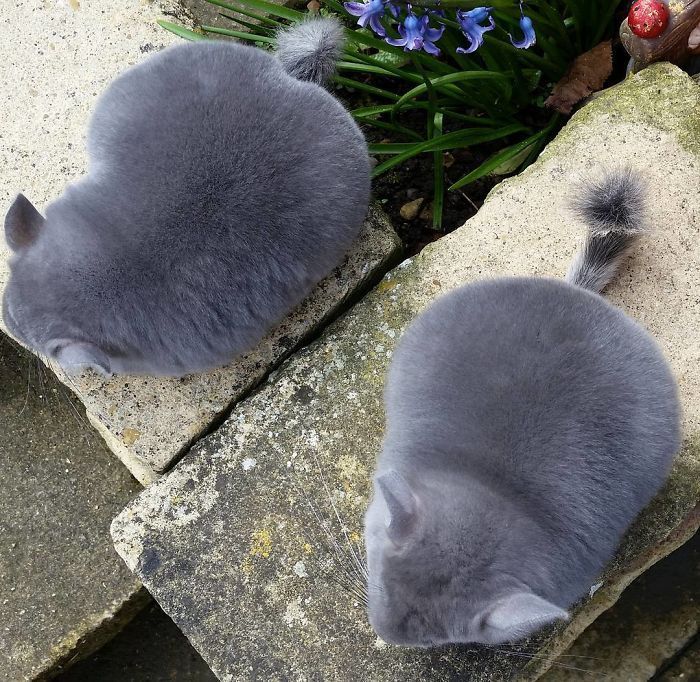 chinchilla9