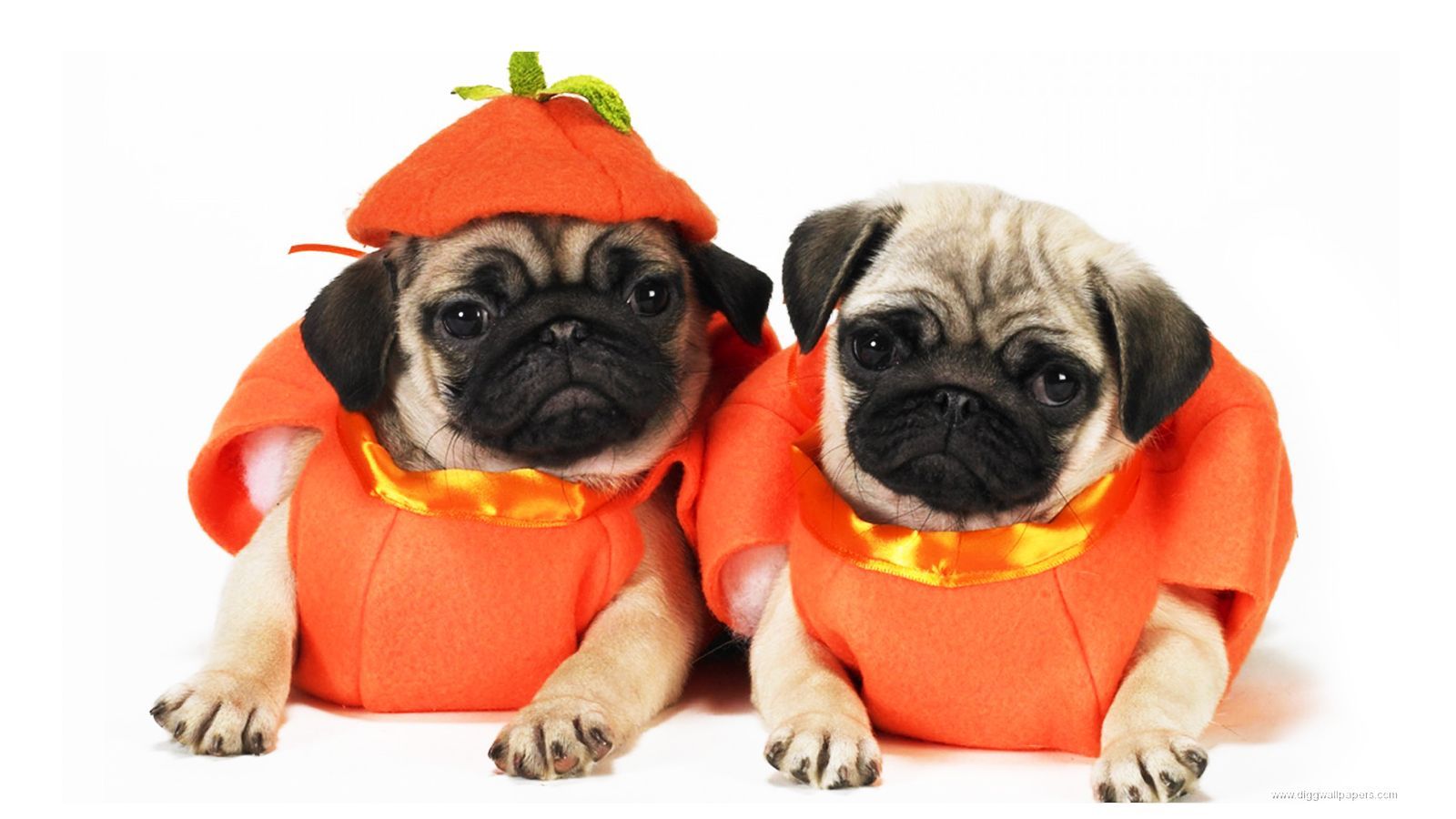 Costumi di Carnevale per cani e gatti