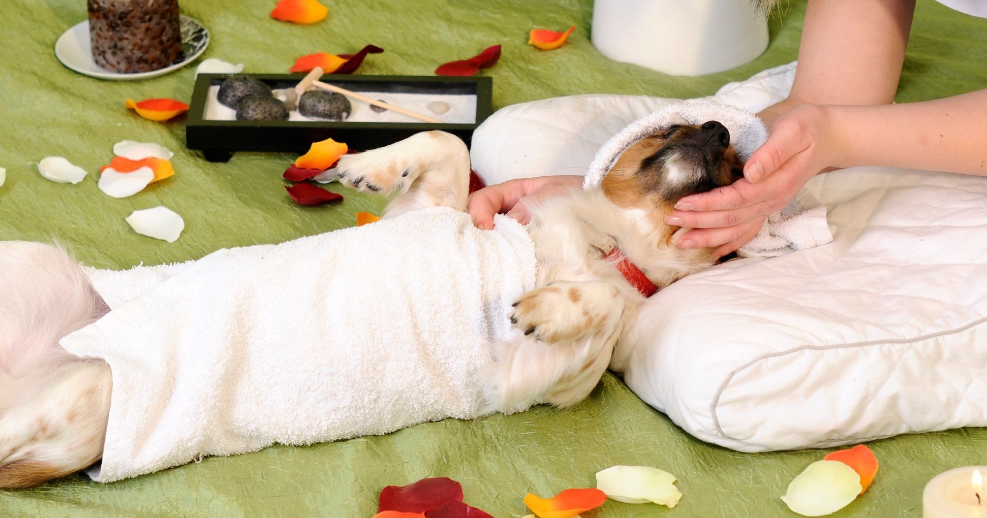 Massaggi per cani: come farli e perché fanno bene