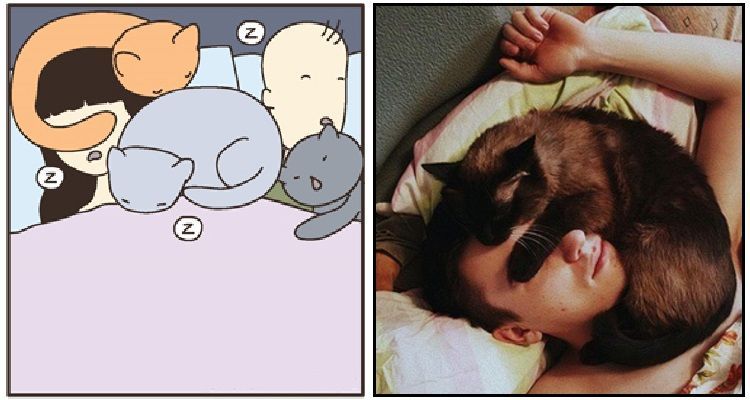 Perché i gatti preferiscono dormire addosso a noi?