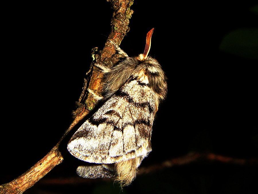 La falena adulta