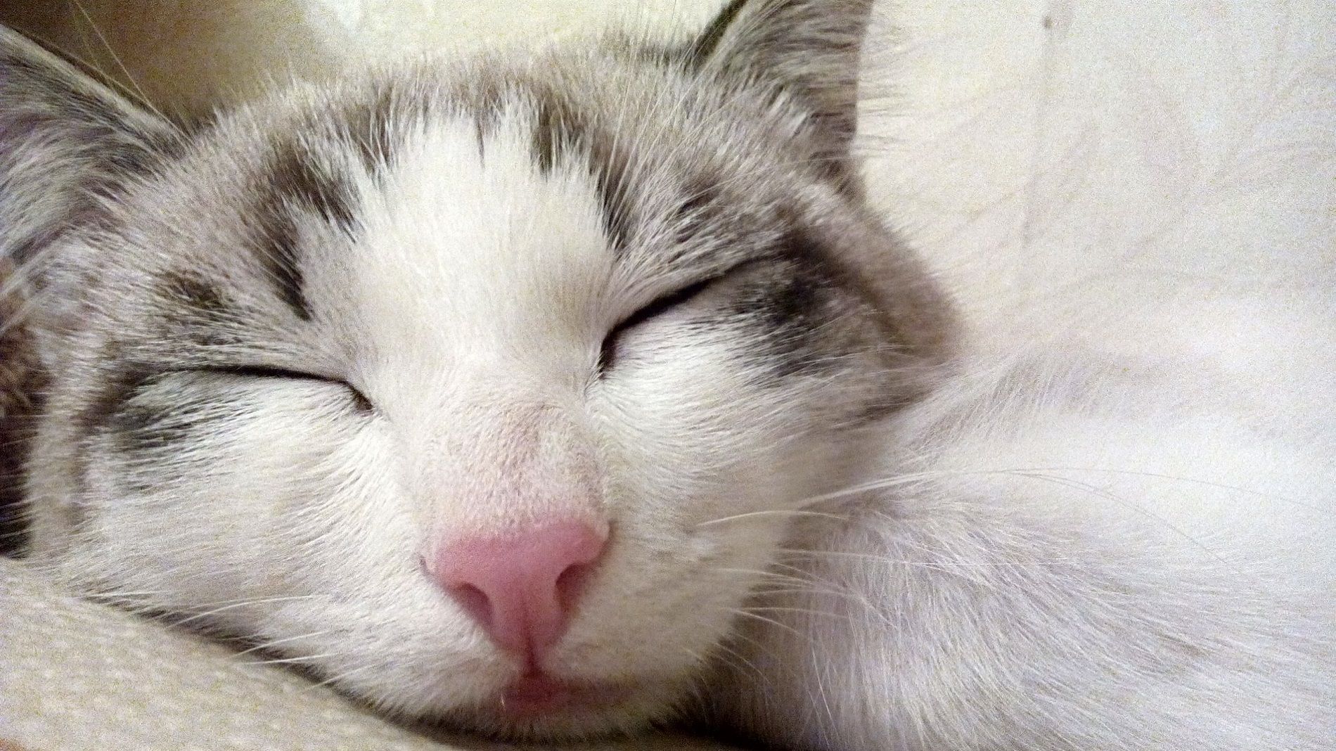 I posti dove i gatti amano dormire in casa