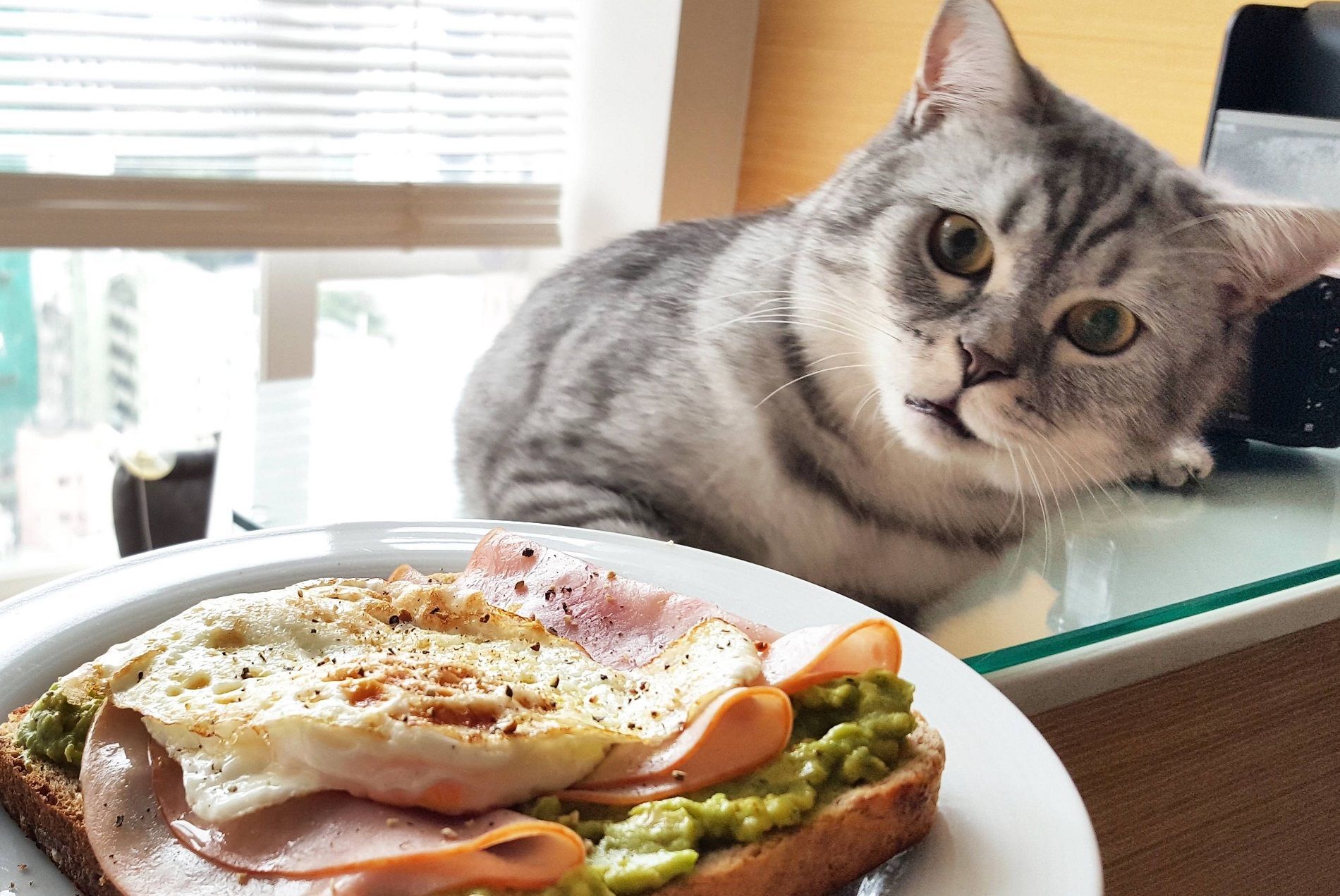 Cosa i gatti possono mangiare e cosa non devono ingurgitare