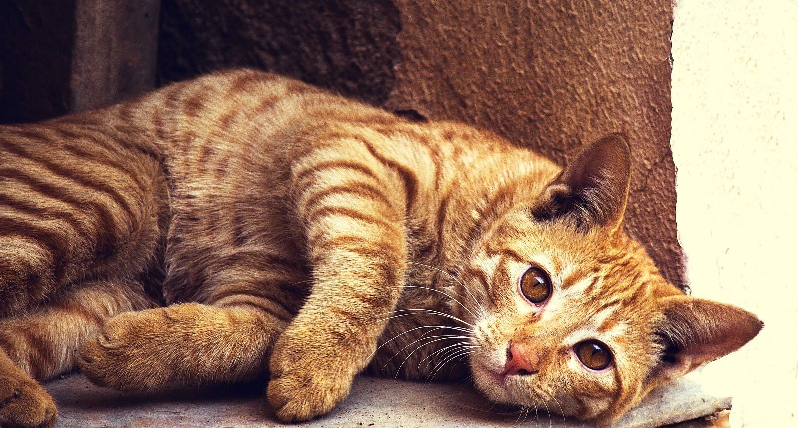 FeLV nel gatto, i sintomi e cosa fare in caso di Leucemia Virale Felina