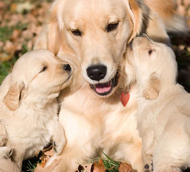 Quando sono cuccioli e cercano le coccole