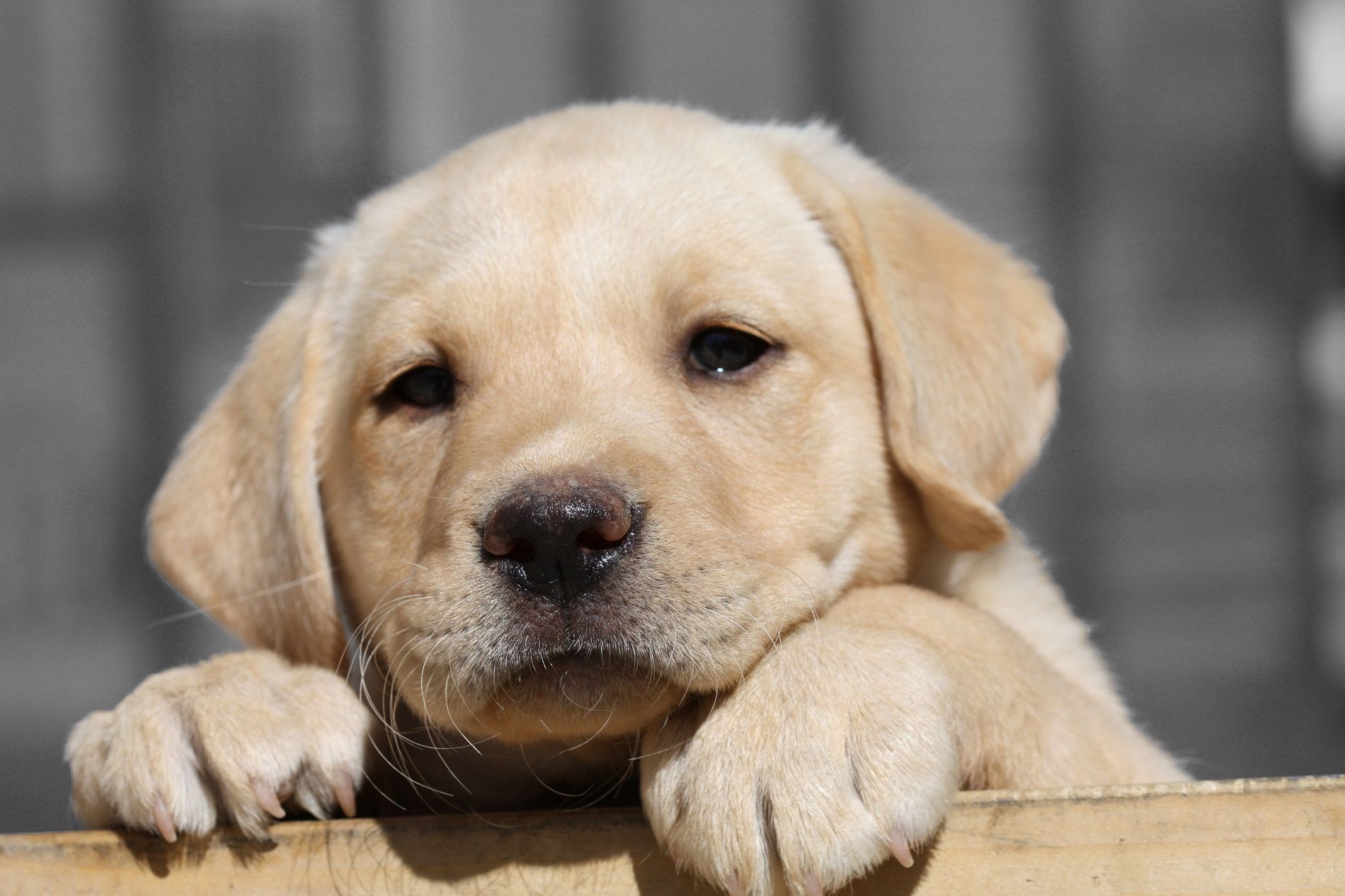 10 cose che solo chi ha un labrador può capire