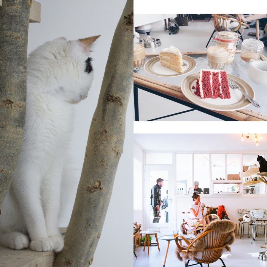 i migliori cat café