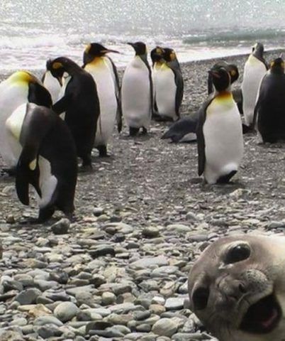 Foto ai pinguini... con foca imbucata!