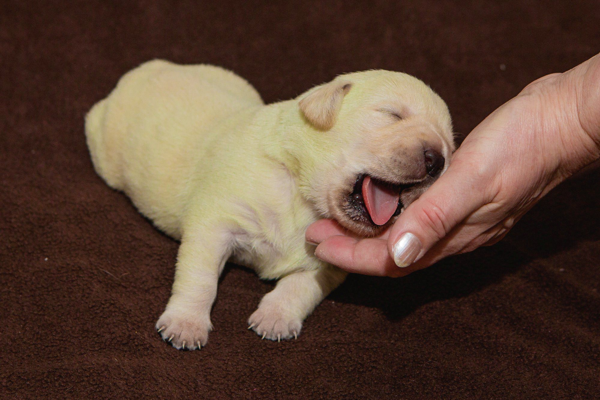 Cucciolo di labrador nasce color verde: ed è una cosa naturale!