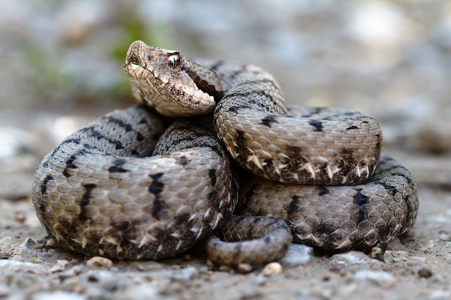 Vipera aspis aspis, notate la pupilla verticale