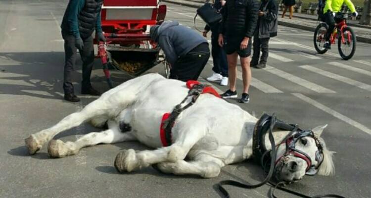 Il mio cavallo è caduto ma non importa, lavora ugualmente..