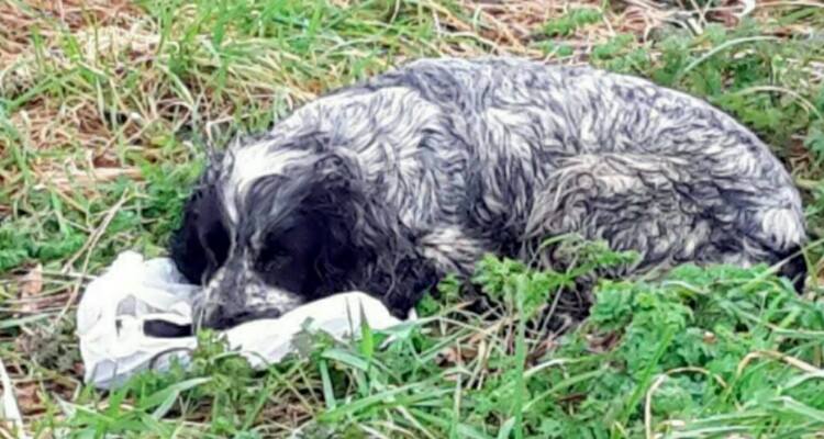 Cane abbandonato si rifiuta di lasciare la busta, conteneva qualcosa di speciale